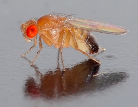 Drosophila melanogaster - side (aka) by André Karwath on Wikimedia Commons. Used under Creative Commons license. http://en.wikipedia.org/wiki/File:Drosophila_melanogaster_-_side_(aka).jpg